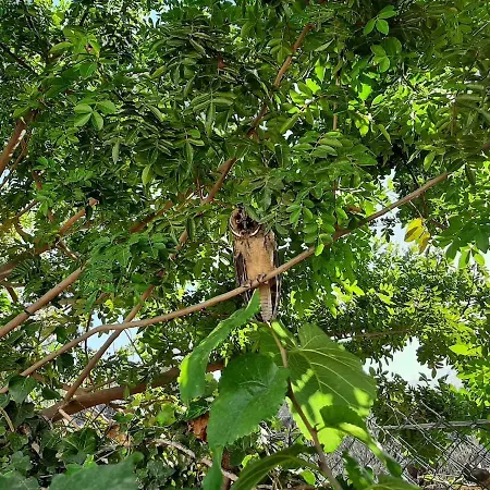 Tenerife Healing Garden * Guía de Isora