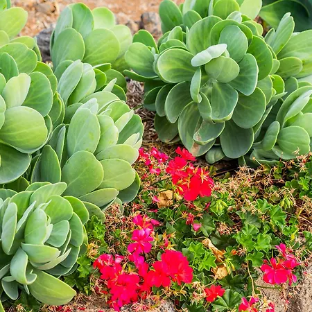 Apartment Tenerife Healing Garden Guia de Isora (Tenerife)