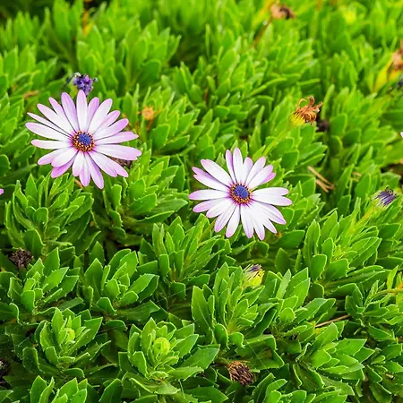 Apartment Tenerife Healing Garden *