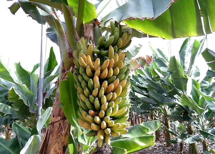Tenerife Healing Garden *
