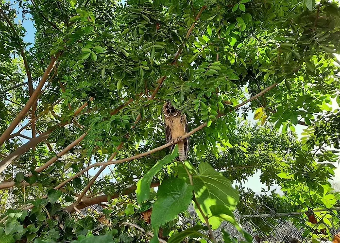 Tenerife Healing Garden * Guía de Isora