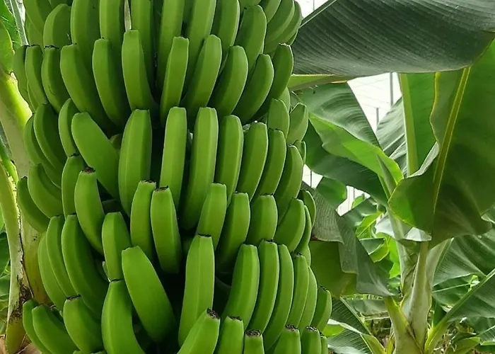 Tenerife Healing Garden